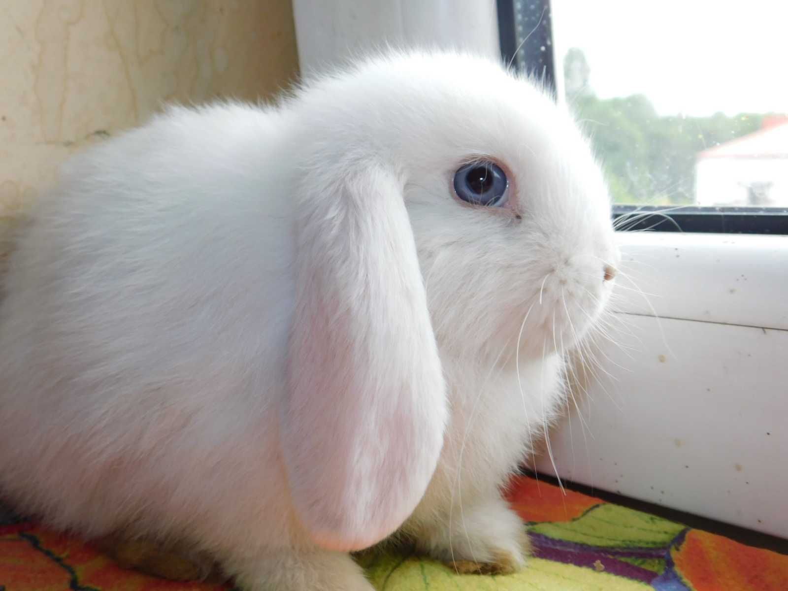 Mini lop baranki biała samiczka