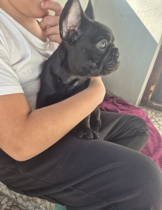 Buldog francuski czarny