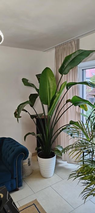 Sprzedam Strelicję Nicolai