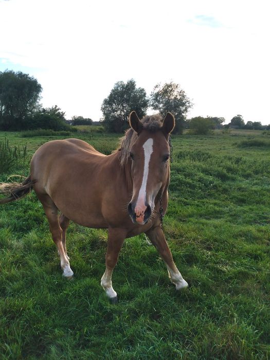 Продам коня. Новоалександровский ваговоз