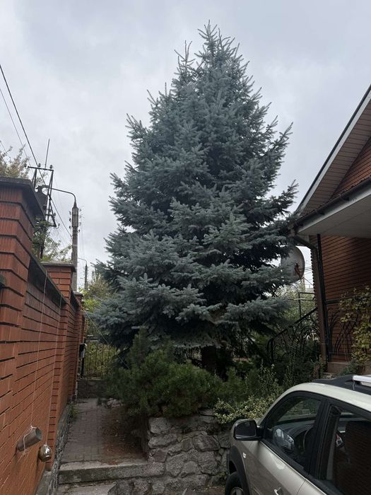 Продам ель голубую