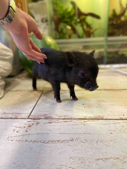 Домашні карликові свинки, міні піг чорні Бергштресер Кнірт, рожеві