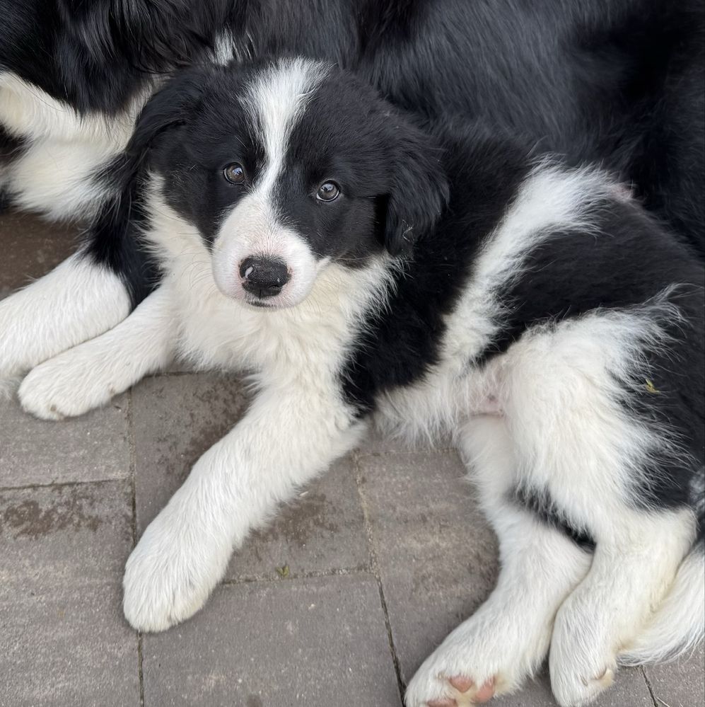 Border Collie suczka czarno biała.gotowa do odbioru.
