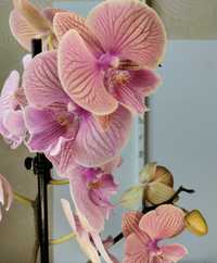Шикарная орхидея биглип.