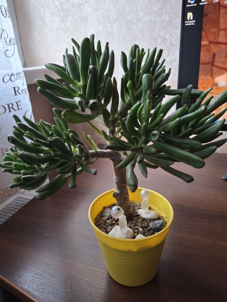 Крассула Голлум (Crassula Gollum)