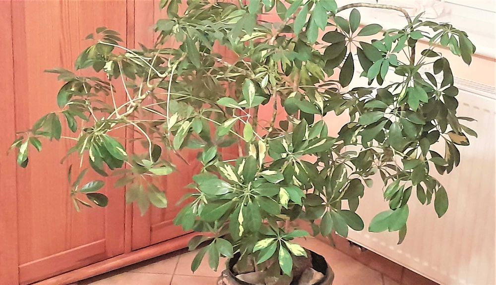 Kwiat Szeflera drzewkowata,formowana.