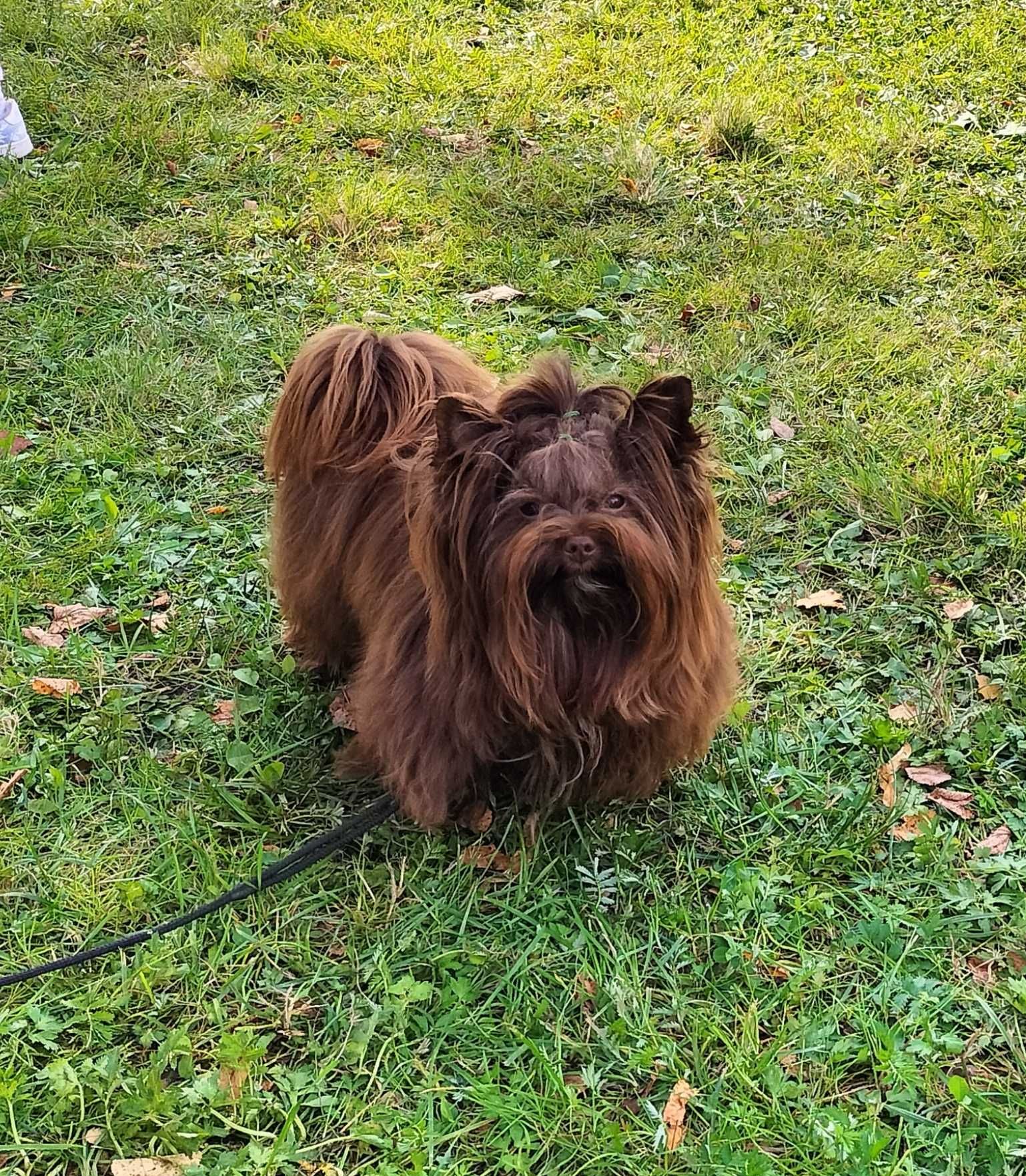 Yorkshire terrier chłopak