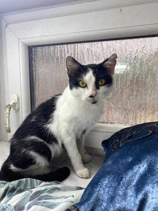 Piękny, radosny i kontaktowy kocurek do przygarnięcia