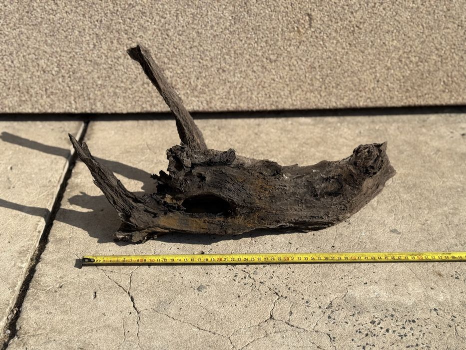 Korzeń do akwarium 50 cm