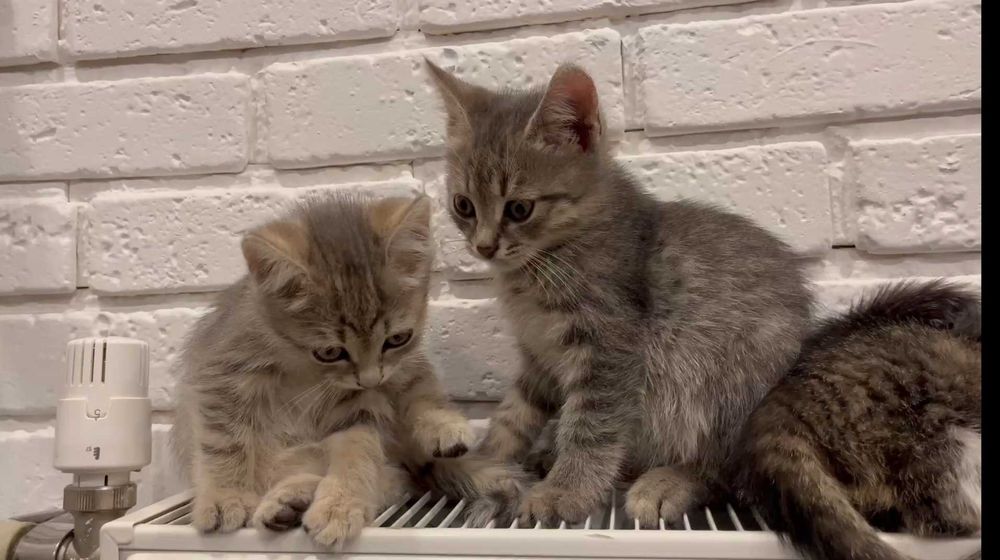 Кошенята, котенята, коти