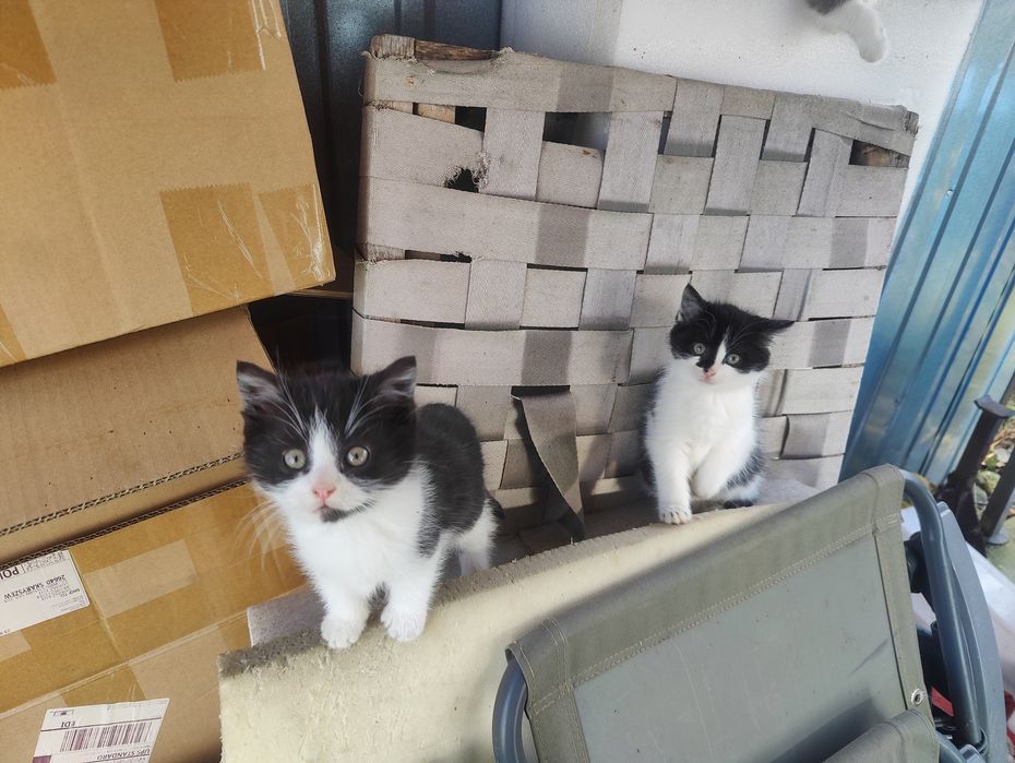 Koty oddam w dobre ręce!!!