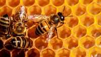 Бджоли, бджолосімї