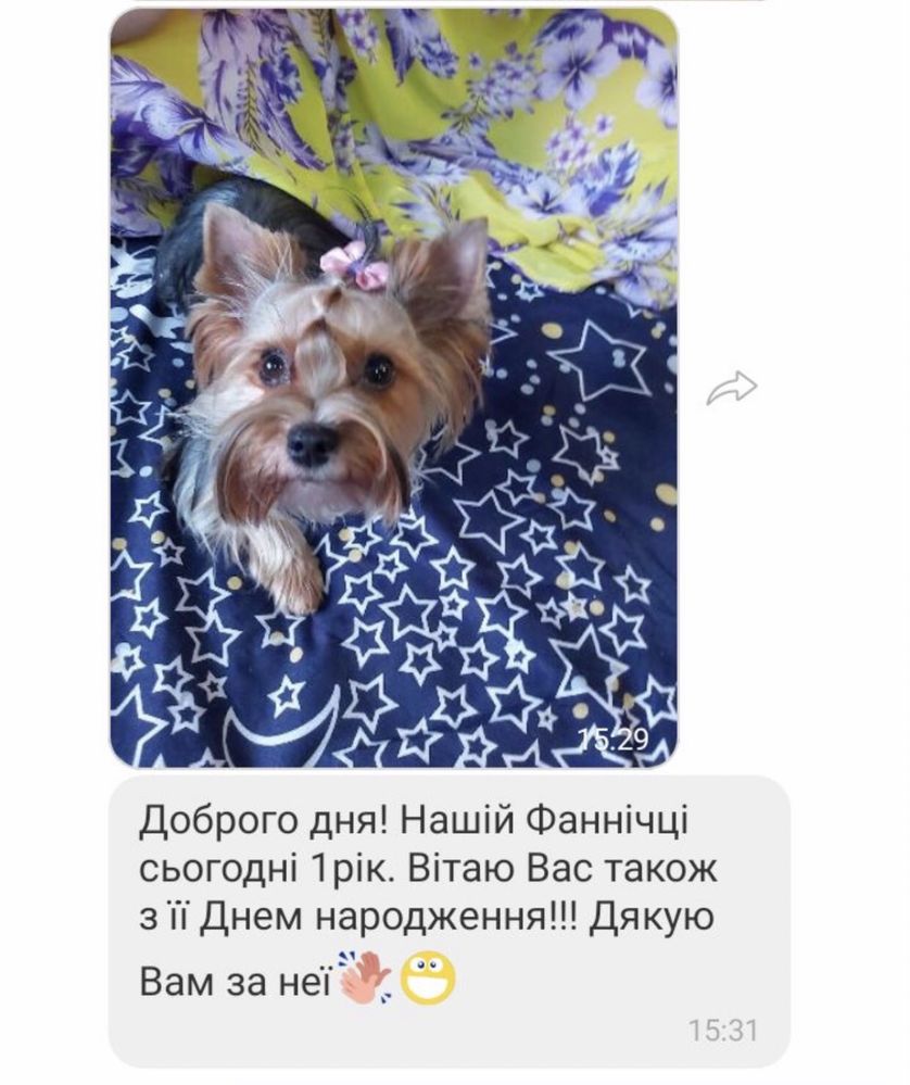 детки цвергпинчера