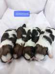 Sinia Shih Tzu dziewczynka, suka