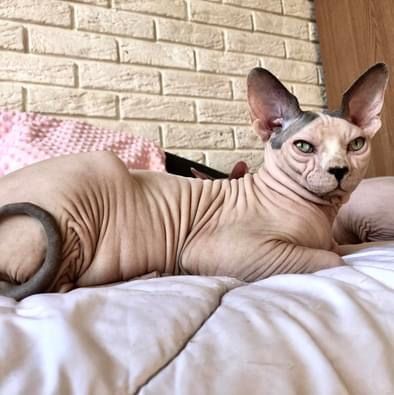 Канадские сфинксы