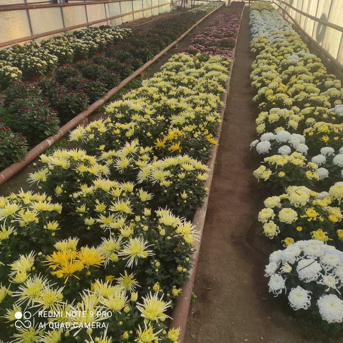 Chryzantemy drobnokwiatowe ,średniokwiatowe, wielkokwiatowe