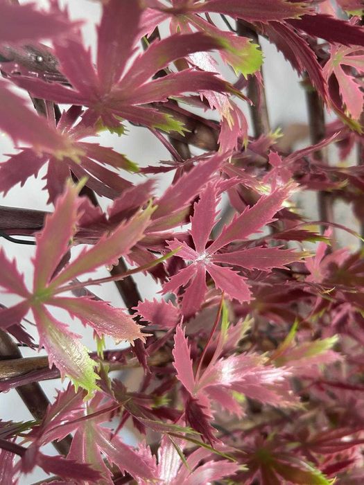 Osłona na balkon 200x100