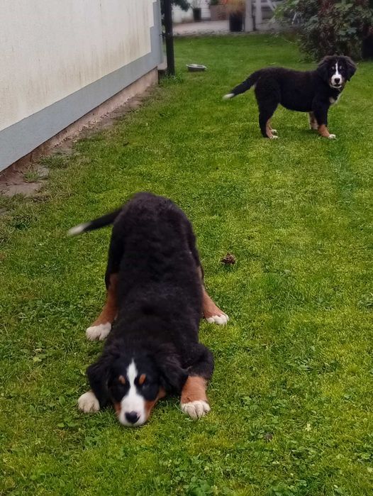 Szczenie Berneński pies pas do odbioru sunia