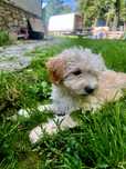 Maltipoo F1 Suczka