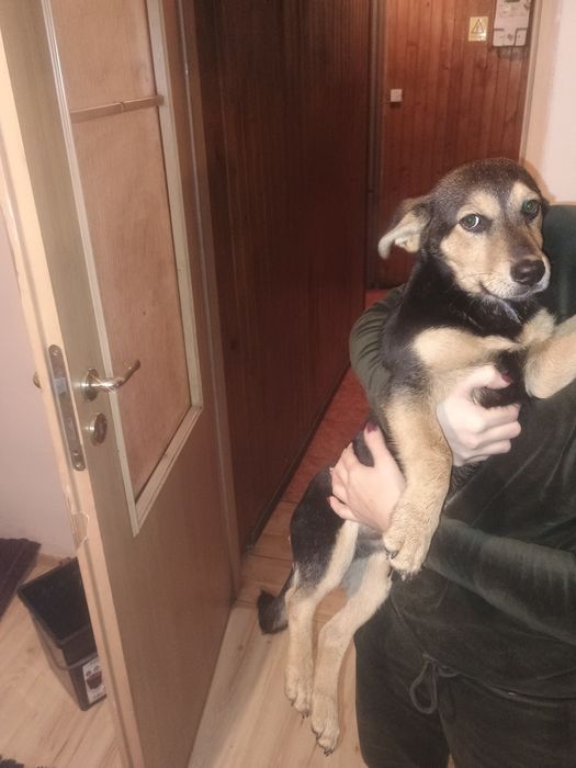 Piesek ,szczeniak mały