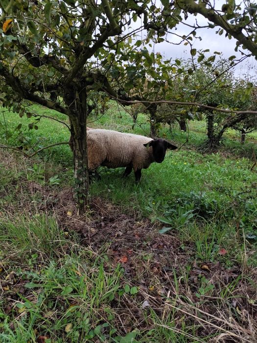 Ovelhas cruzadas suffolk e carneiro puro
