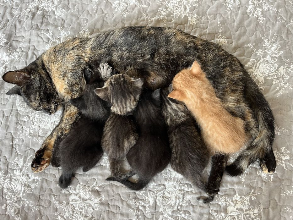 Kotki do oddania (po terminie 14.12.2025)