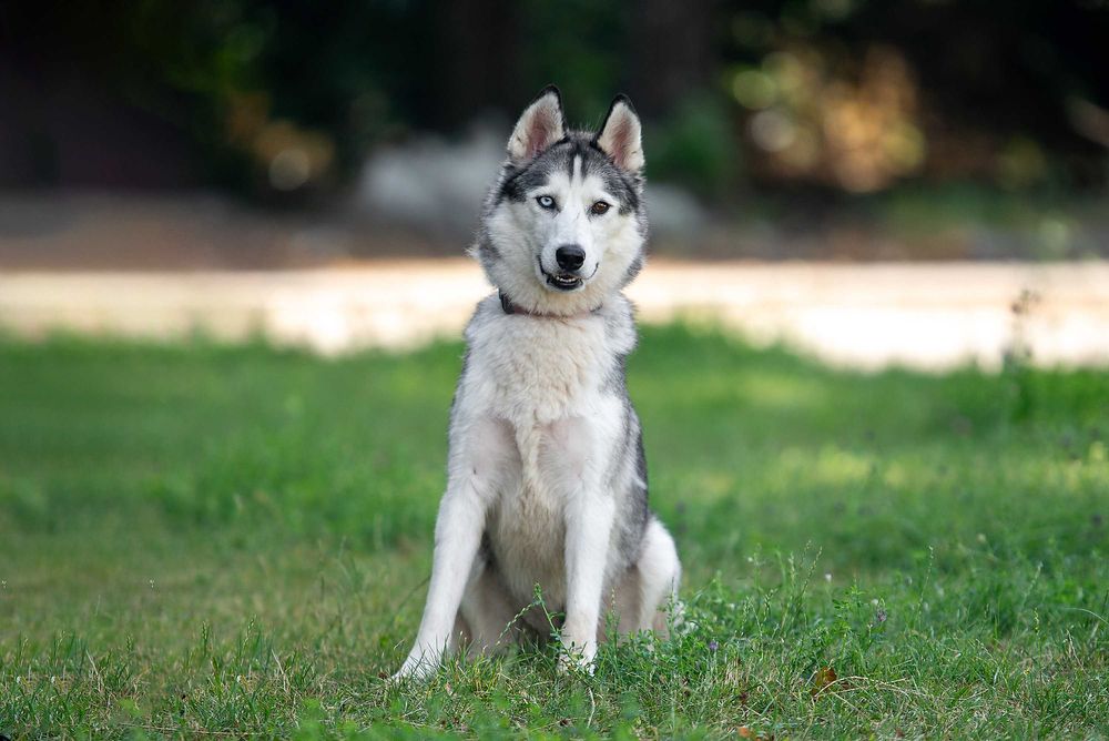 Віддам в добрі руки розумну молоду собаку Бекслі.