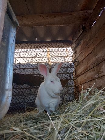 Продам кроликов разных пород и возраст от 1.5  месяца цена за месяц 15