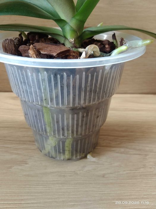 Phalaenopsis Storczyk