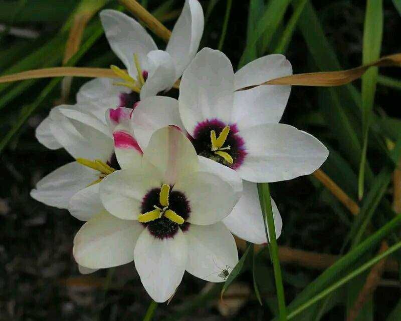 Продам квіти Іксія