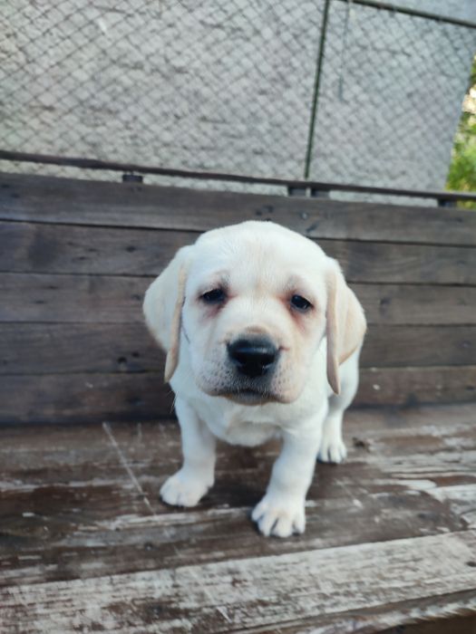 Цуценята Лабрадор -ретрівер