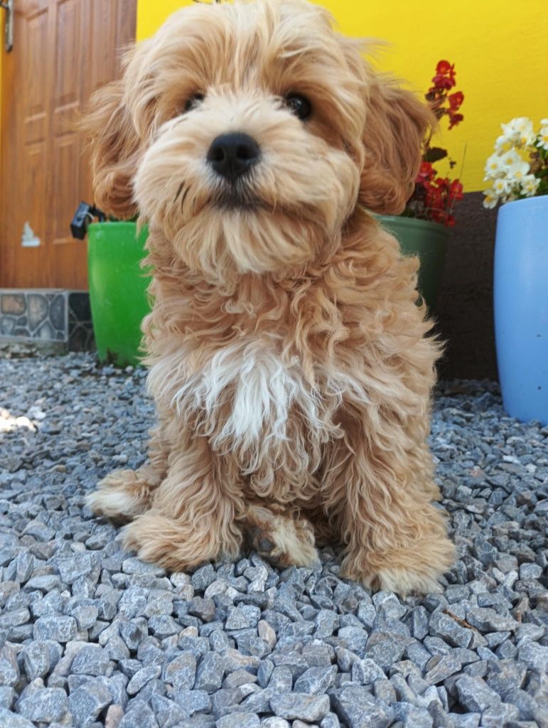 Piesek maltipoo _