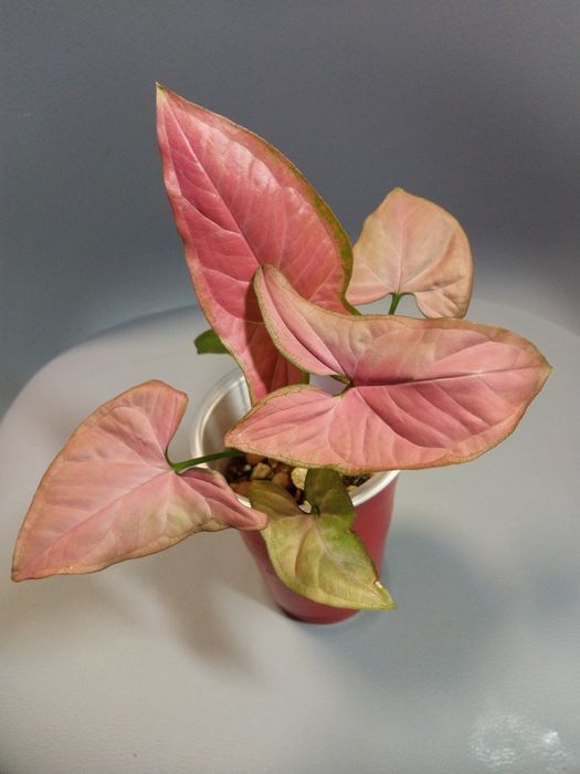 Syngonium Orm Nak