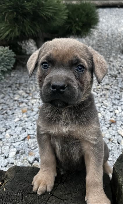 Cane corso szczenię