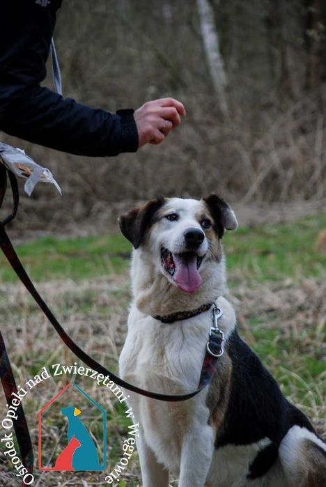 Piękny, duży, wesoły, kocha ludzi - czeka 8 lat na dom!