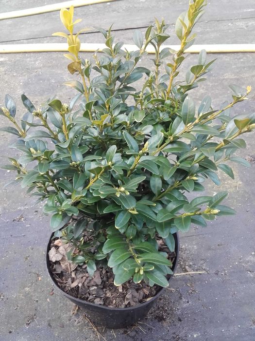 bukszpan bukszpany żywopłot kule strzyżone