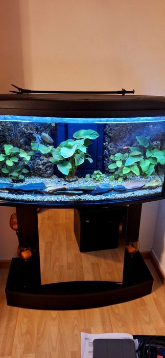Vendo Aquario 200 litros personalizado