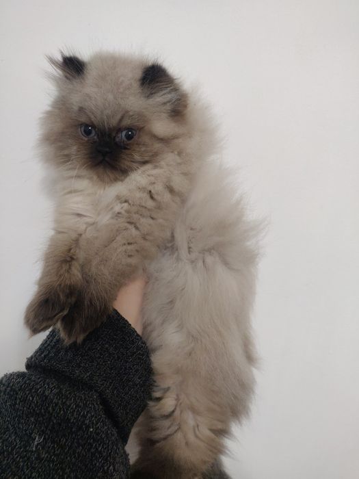 Персидский кот, хлопчик