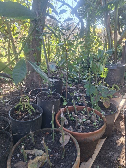 Vendo varias árvores de fruta