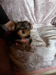 Dziewczynka Yorkshire Terrier