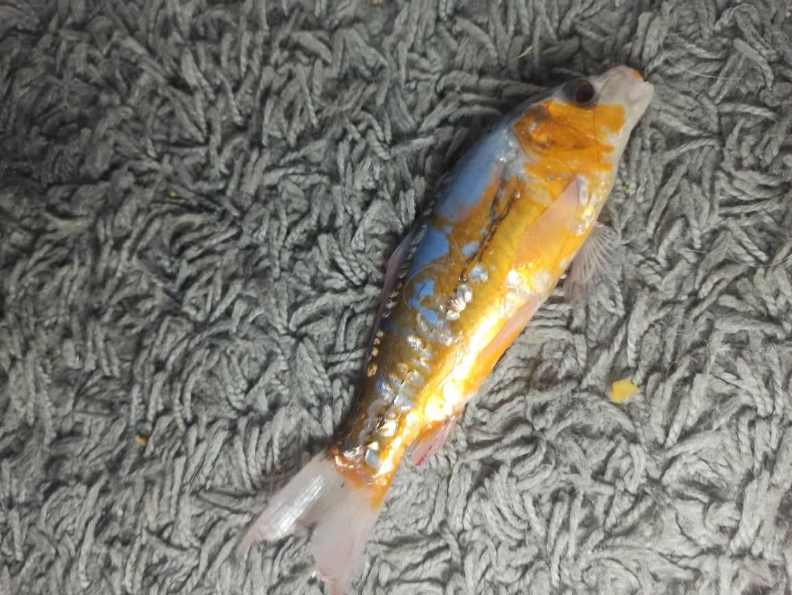 Carpa Koi linda maravilhosa