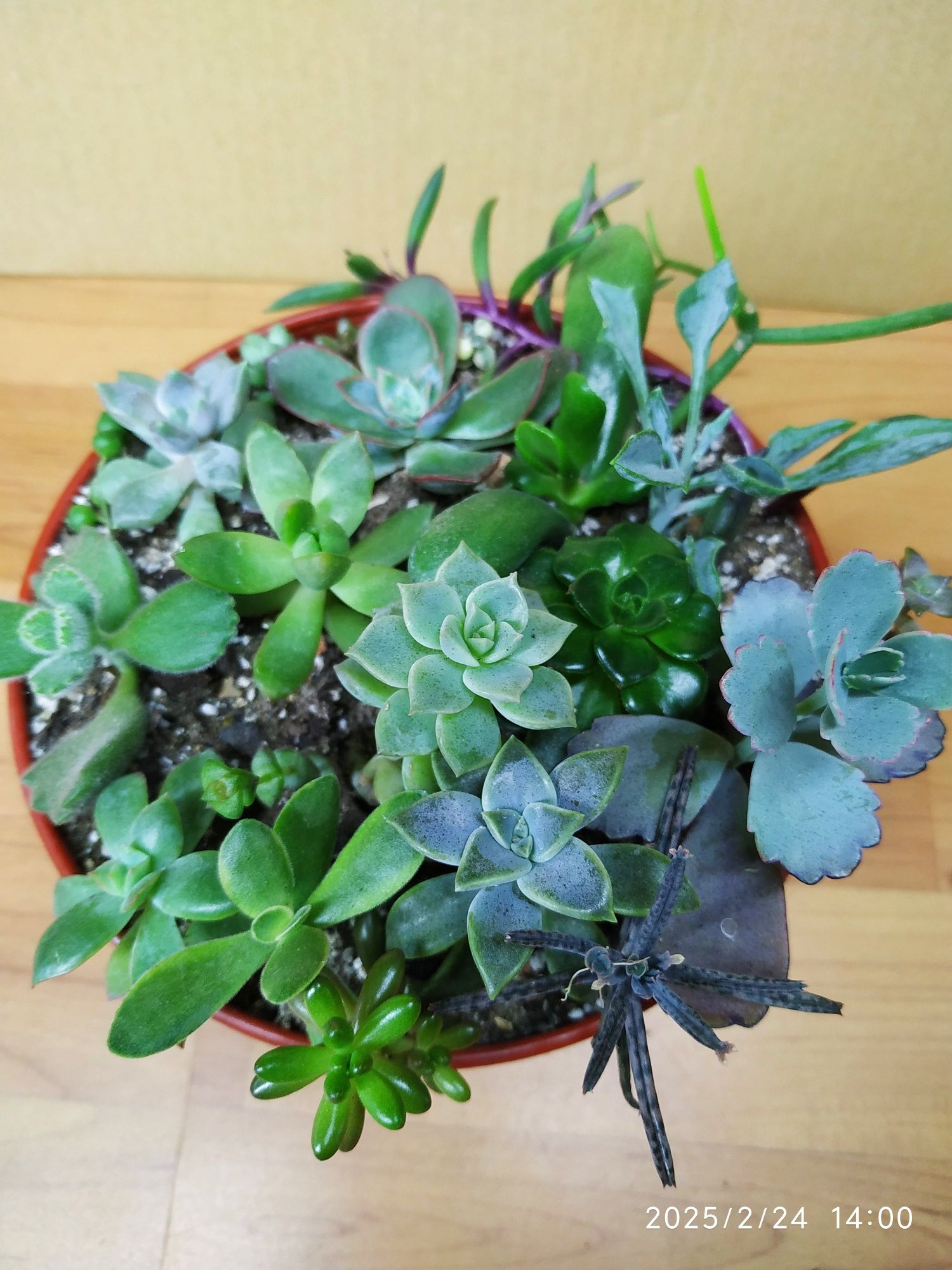Комнатные сукуленты  20 разных сортов цена.250 грн