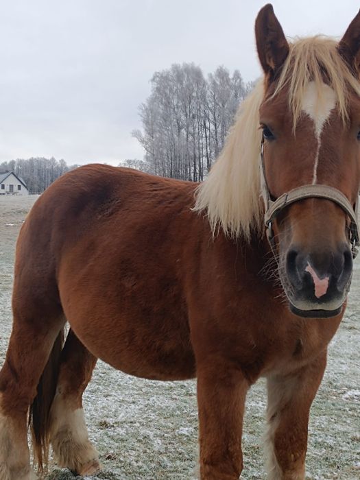 Klacz sokolska źrebna