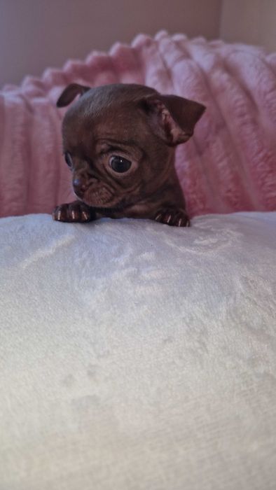 Chihuahua suczka maleńka do odbioru czekoladowa