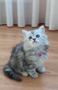 Шикарне кошеня срібної шиншили.