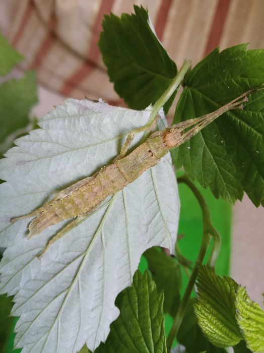 Палочники домашні тварини