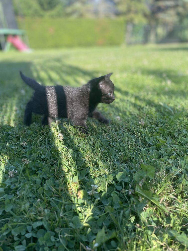 Oddam kotki w dobre ręce