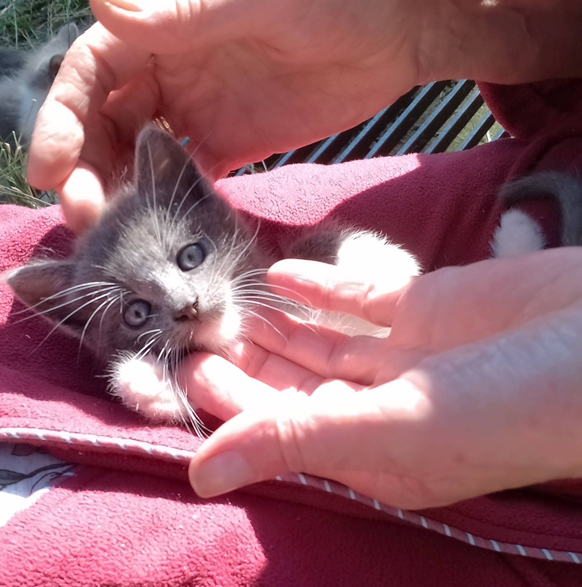 Котики, сіро-блакитні