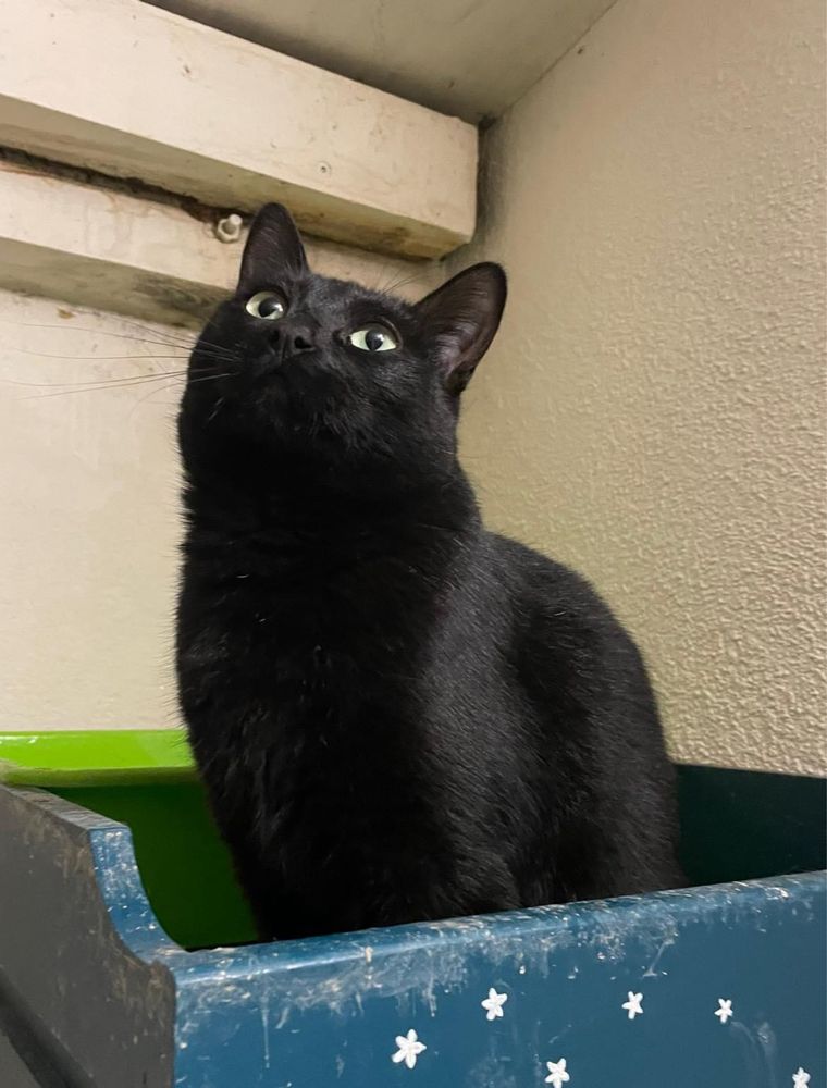 Gata Gloria para adoção