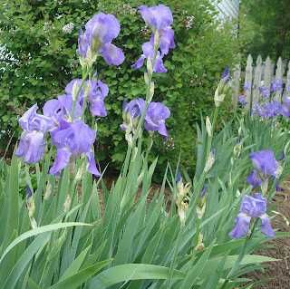 Iris germanica flor branca ou azul